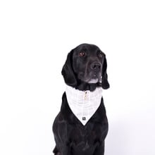 Chequered Dog Bandana